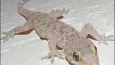 تفسير حلم ابو بريص,تفسير رويه ابو بريص,ابو بريص في المنام