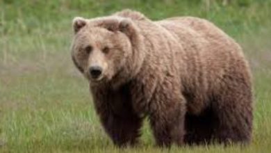 الدب,رؤية الدب