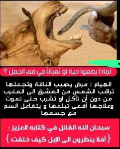 تعرف لماذا يقومون بوضع الأفعى داخل فم الجمل