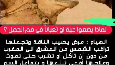 تعرف لماذا يقومون بوضع الأفعى داخل فم الجمل
