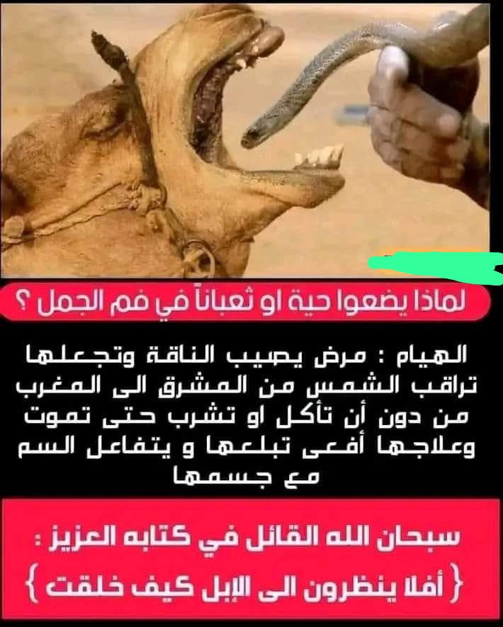 تعرف لماذا يقومون بوضع الأفعى داخل فم الجمل