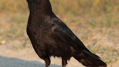 تعرف على تفسير رؤية الغراب في المنام والحلم للمتزوجة والرجل والحامل والعزباء لابن سيرين