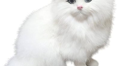 تعرف على تفسير رؤية القطة بكافة ألوانها البيضاء والسوداء في المنام والحلم للرجل والعزباء والمتزوجة لابن سيرين