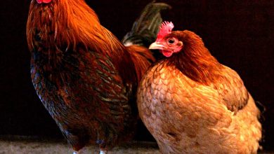 تعرف على تفسير رؤية الدجاج في الحلم والمنام للرجل والعزباء والمتزوجة لابن سيرين