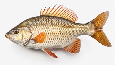 تعرف على تفسير رؤية السمك في الحلم والمنام للرجل والعزباء والمتزوجة لابن سيرين