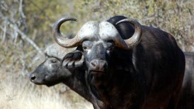 تفسير حلم الثور,حلم الثور,الثور في المنام