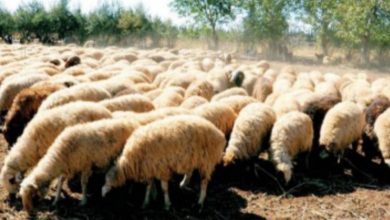 img ٢٠٢٥١٠٢١ ٠٧٤٧١٨